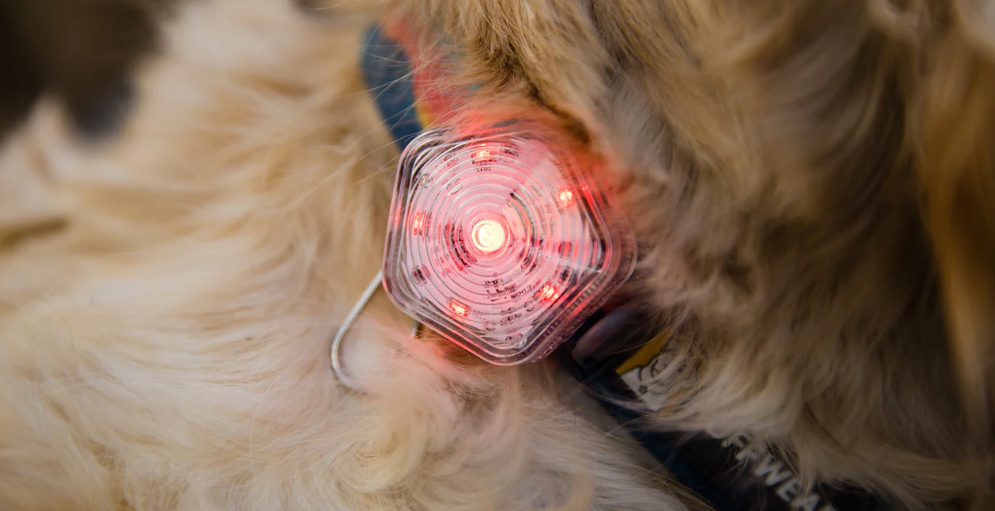 The Beacon Dog Safety Light - Image 2