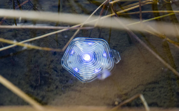 The Beacon Dog Safety Light - Image 4